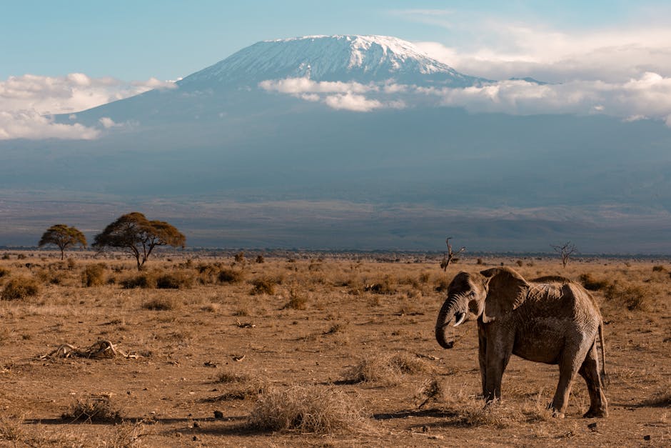 How Elite Travel Planners Curate Personalized Safari-to-Desert Safaris